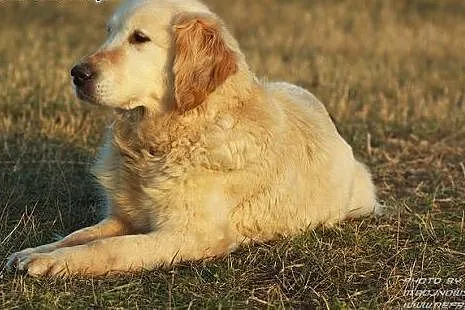 Golden retriever Emma - do adopcji,  mazowieckie W
