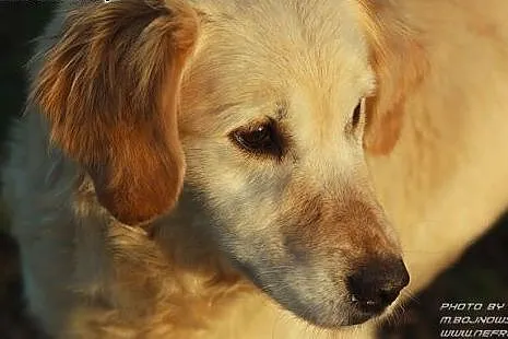 Golden retriever Emma - do adopcji,  mazowieckie W