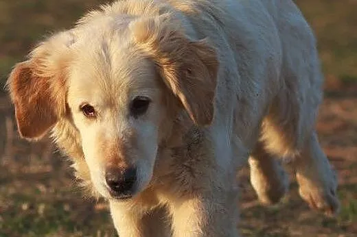 Golden retriever Emma - do adopcji,  mazowieckie W