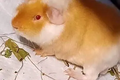 TEDDY DWIE ŚWINKI MORSKIE SAMCZYKI 5,5MIESIECZNE KLATKA 100CM 6 KILO VERSEL, Wielkopolskie, Luboń