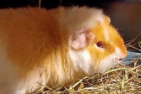 TEDDY DWIE ŚWINKI MORSKIE SAMCZYKI 5,5MIESIECZNE KLATKA 100CM 6 KILO VERSEL, Wielkopolskie, Luboń