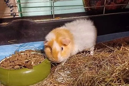 TEDDY DWIE ŚWINKI MORSKIE SAMCZYKI 5,5MIESIECZNE KLATKA 100CM 6 KILO VERSEL, Wielkopolskie, Luboń