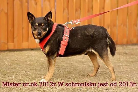 Mister, niesamowicie grzeczny, niekonfliktowy psiak, OAZA SPOKOJU