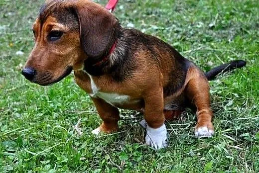 Piękna sunia mix bigla z jamnikiem,adopcja!!, świ