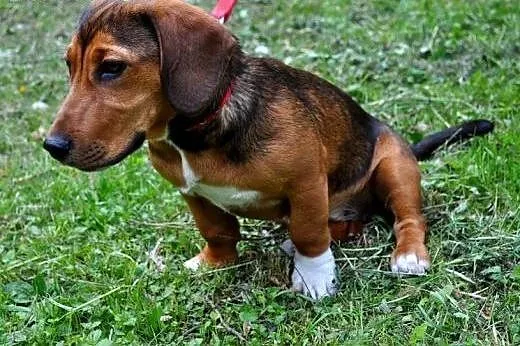 Piękna sunia mix bigla z jamnikiem,adopcja!!,  świ
