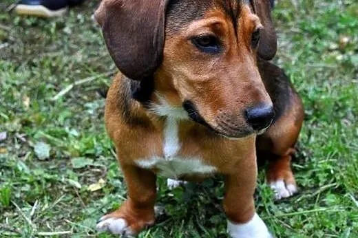Piękna sunia mix bigla z jamnikiem,adopcja!!,  świ