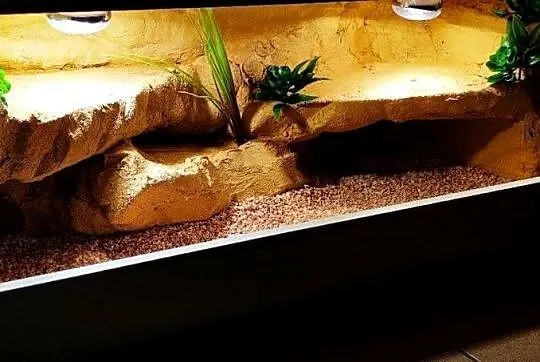 Terrarium hodowlane dla żółwia greckiego agamy brodatej