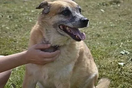 Kora już nie ma czasu-ma swoje latka, a jej schron