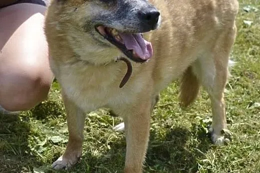 Kora już nie ma czasu-ma swoje latka, a jej schron