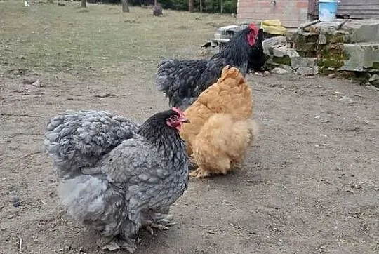 Jajka lęgowe kochin olbrzymi, Lubelskie, Tokarówka