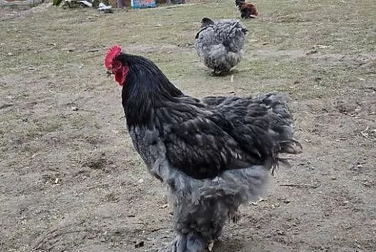 Jajka lęgowe kochin olbrzymi, Lubelskie, Tokarówka