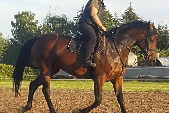 Sprzedam klacz wielkopolską po Tanosie, , 