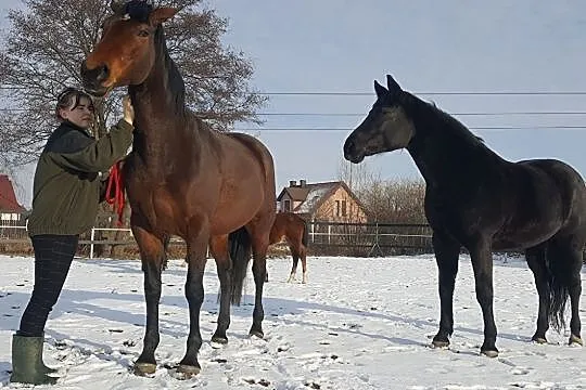 Sprzedam klacz wielkopolską po Tanosie, , 
