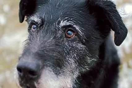 Grey - bezproblemowy psiak, już 5 lat w schronisku