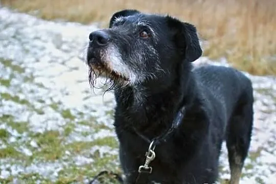 Grey - bezproblemowy psiak, już 5 lat w schronisku