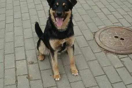 Sabinka roczna pogodna kochana sunia szuka domu! ,  wielkopolskie Poznań