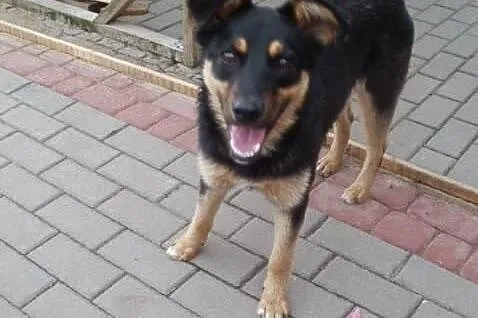 Sabinka roczna pogodna kochana sunia szuka domu! ,