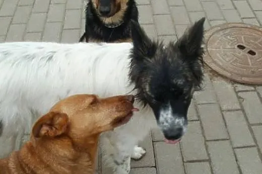 Sabinka roczna pogodna kochana sunia szuka domu! ,