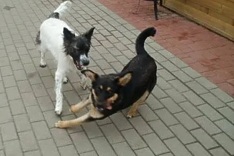 Sabinka roczna pogodna kochana sunia szuka domu! ,