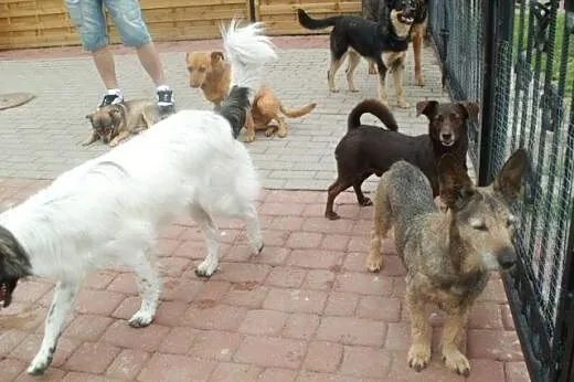 Sabinka roczna pogodna kochana sunia szuka domu! ,