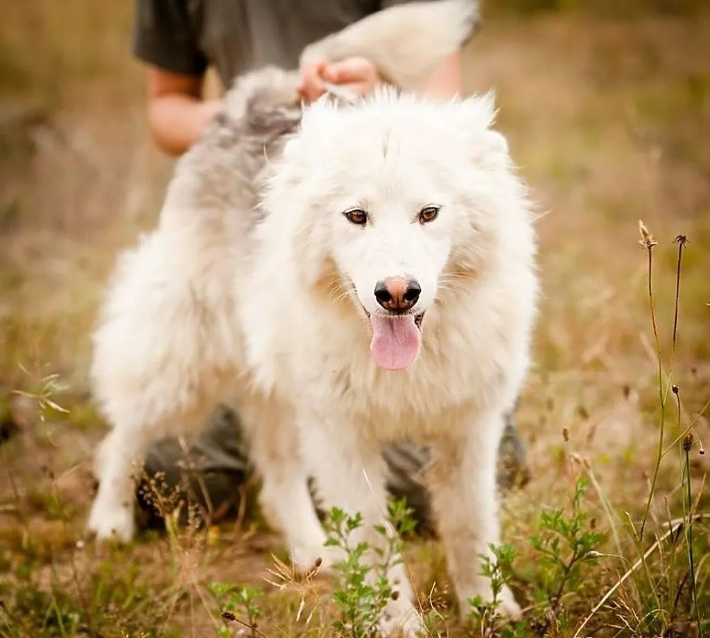 Muma - młody, długowłosy mix siberian husky