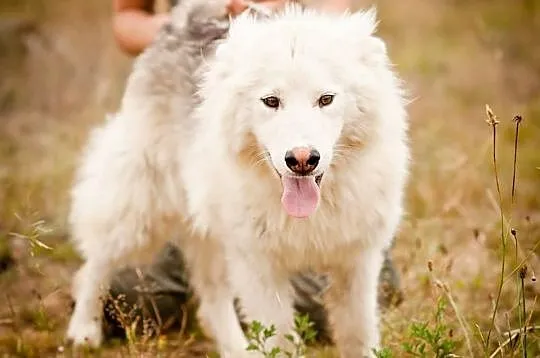 Muma - młody, długowłosy mix siberian husky