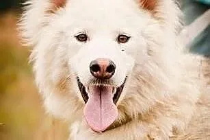 Muma - młody, długowłosy mix siberian husky