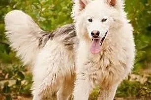 Muma - młody, długowłosy mix siberian husky