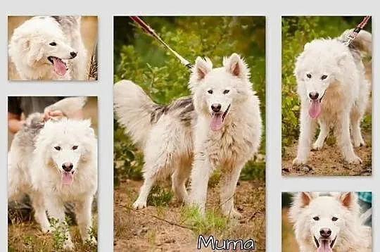 Muma - młody, długowłosy mix siberian husky