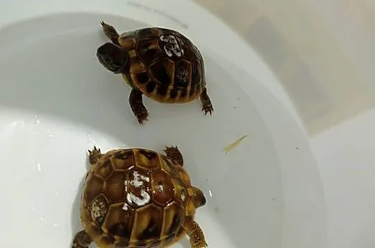 Żółw Grecki Testudo Hermanni, Podkarpackie, Rzeszów