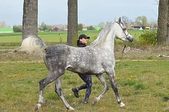 Ogier czystej krwi arabskiej, , Kępno