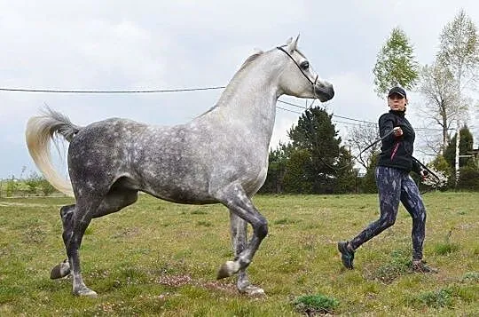 Ogier czystej krwi arabskiej, , Kępno