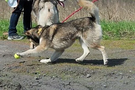 FOXI szuka swojego człowieka,  śląskie Katowice