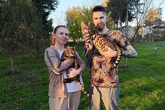 Koty Bengalskie kot bengalski miot C FPL Felis Polonia, Podkarpackie, Iskrzynia