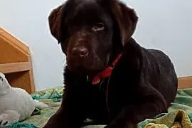 Labrador Retriever suczka