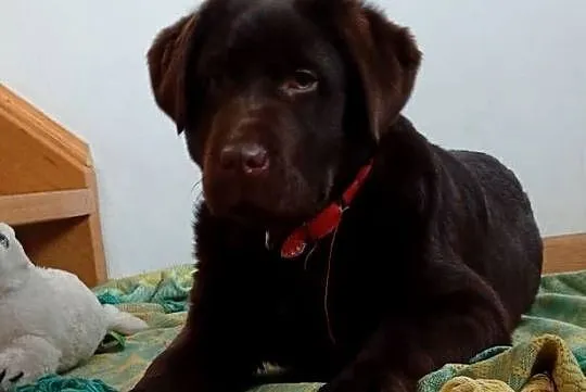 Labrador Retriever suczka, Lubelskie, Stara Rokitnia
