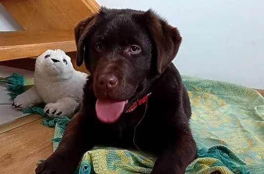 Labrador Retriever suczka, Lubelskie, Stara Rokitnia