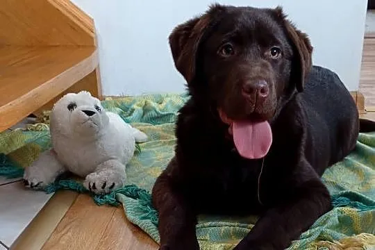 Labrador Retriever suczka, Lubelskie, Stara Rokitnia
