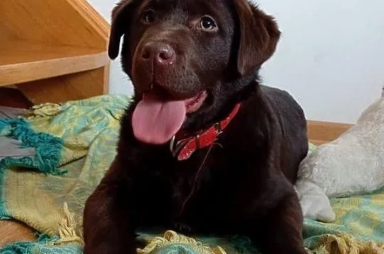 Labrador Retriever suczka, Lubelskie, Stara Rokitnia