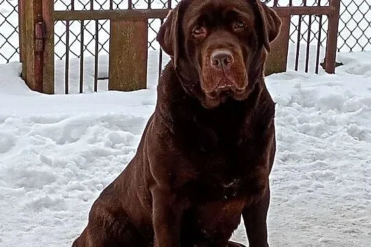 Labrador Retriever suczka, Lubelskie, Stara Rokitnia