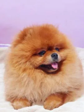 Pomeranian Szpic FCI Zarejestrowana hodowla na sprzedaż, Mazowieckie, Warszawa
