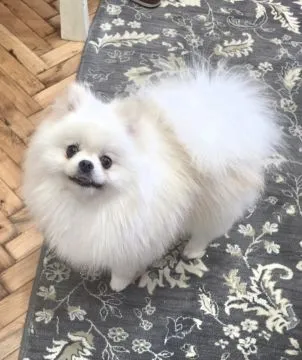 Pomeranian Szpic FCI Zarejestrowana hodowla na sprzedaż, Mazowieckie, Warszawa