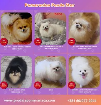 Pomeranian Szpic FCI Zarejestrowana hodowla na sprzedaż, Mazowieckie, Warszawa