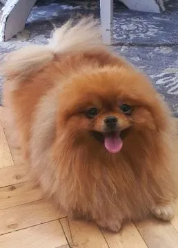Pomeranian Szpic FCI Zarejestrowana hodowla na sprzedaż, Mazowieckie, Warszawa