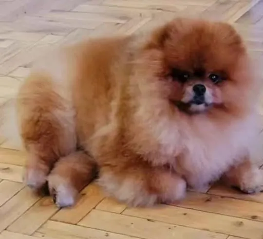 Pomeranian Szpic FCI Zarejestrowana hodowla na sprzedaż, Mazowieckie, Warszawa
