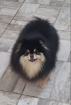 Pomeranian Szpic FCI Zarejestrowana hodowla na sprzedaż, Mazowieckie, Warszawa