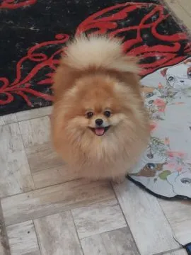Pomeranian Szpic FCI Zarejestrowana hodowla na sprzedaż, Mazowieckie, Warszawa