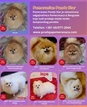 Pomeranian Szpic FCI Zarejestrowana hodowla na sprzedaż