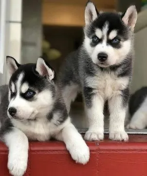 Zdrowy husky syberyjski szuka nowego domu.................................