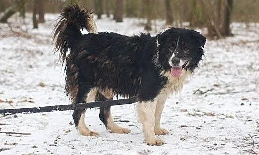 Horacy poleca się do adopcji. Przygarnij go., łód